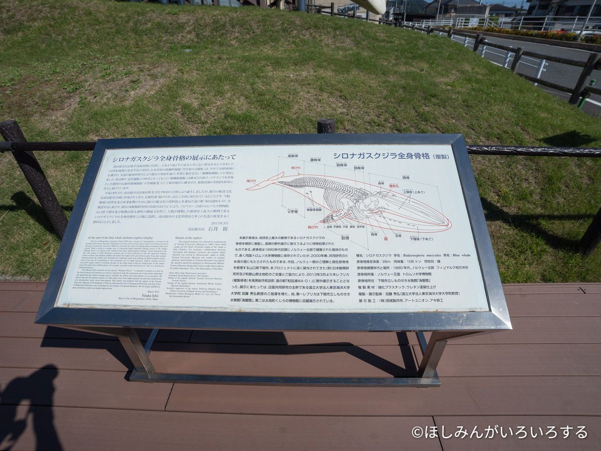 骨格標本の説明板