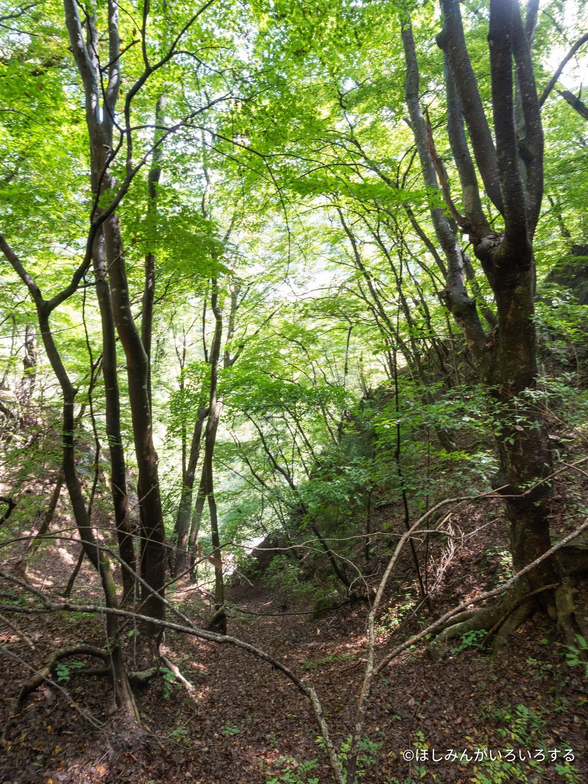 遊歩道の林