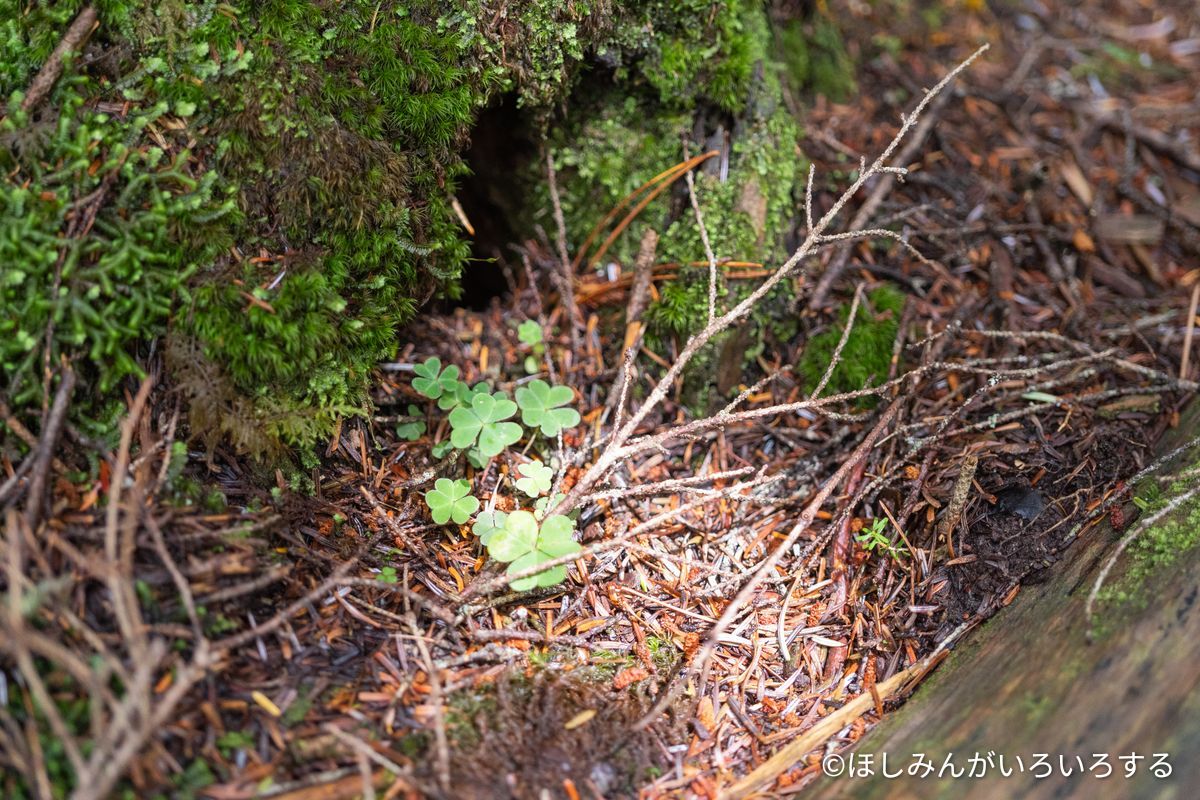 苔の根元に生えたコミヤマカタバミ