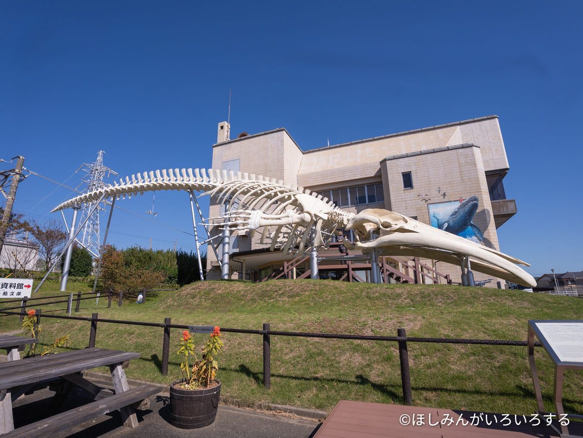 シロナガスクジラの全身骨格標本。全長26m