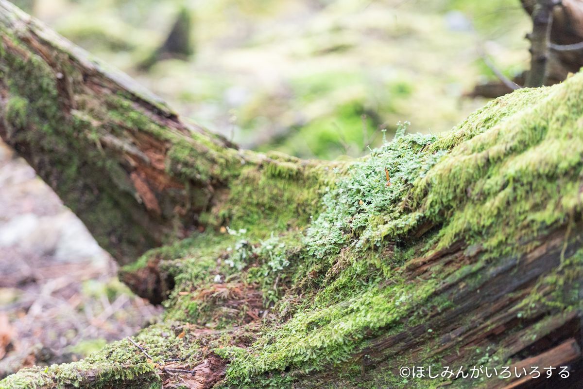 倒木の上で苔と地衣類がせめぎ合う