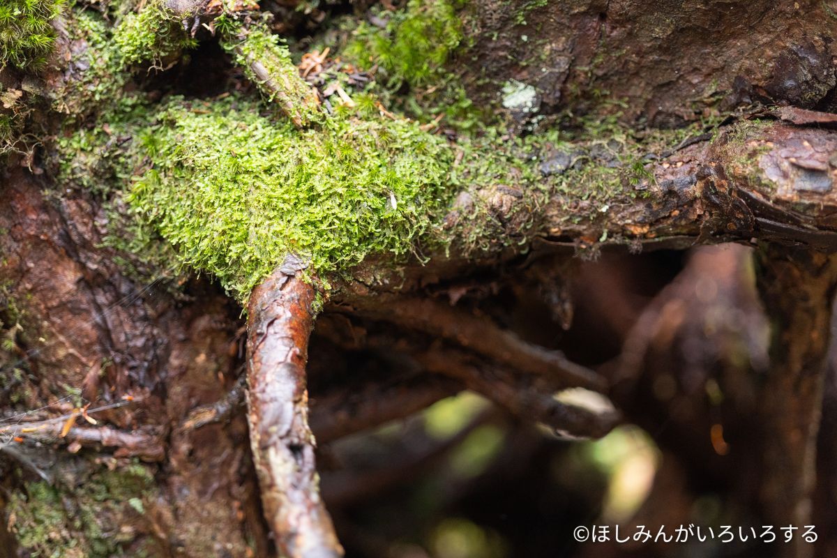 幾重にも重なる苔と根