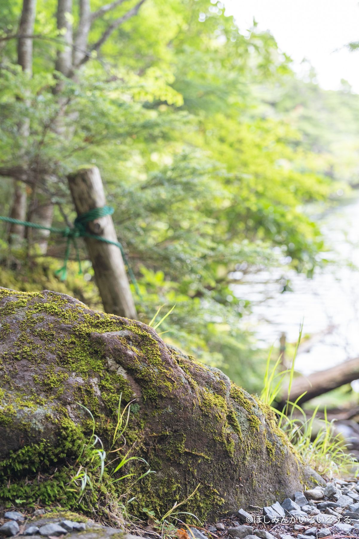 池のほとりの苔むした岩
