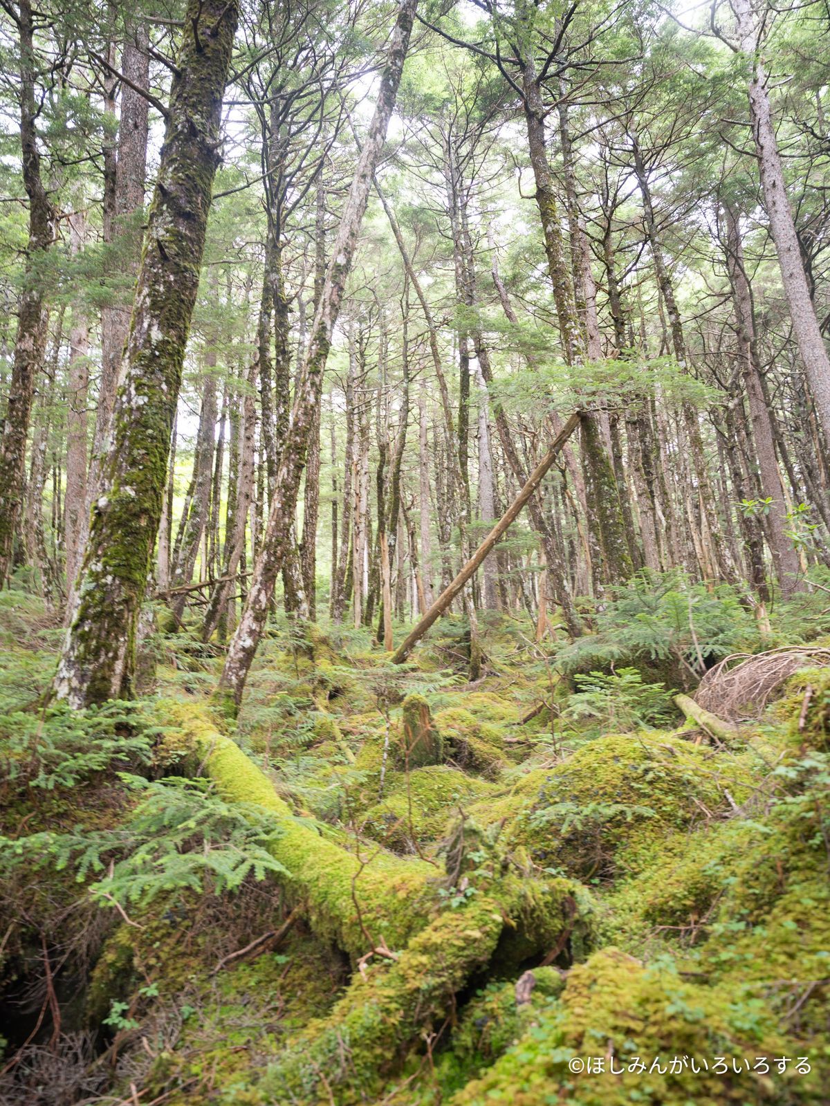 一面が苔に覆われた林床