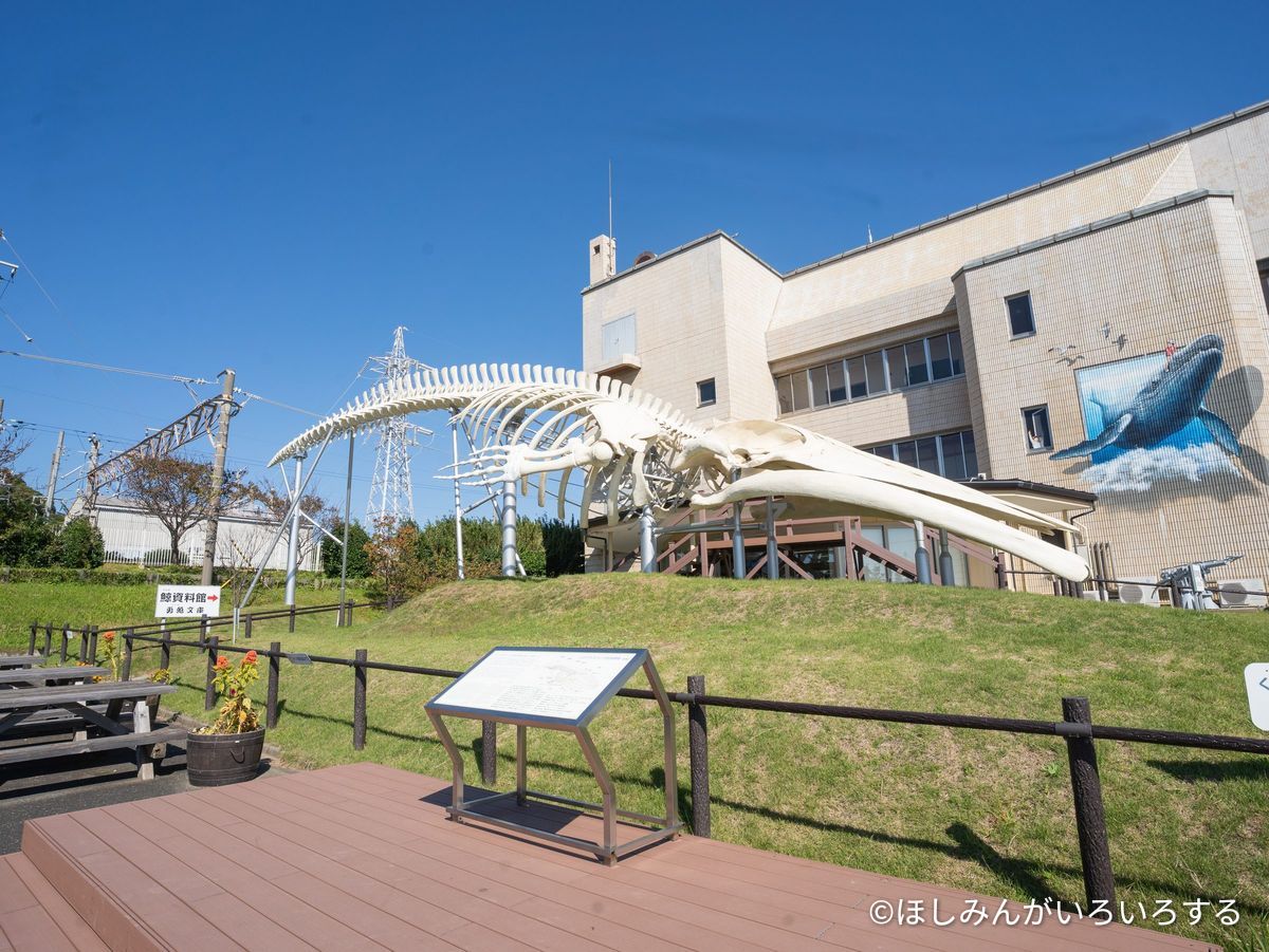 骨格標本と建物の壁のクジラの絵