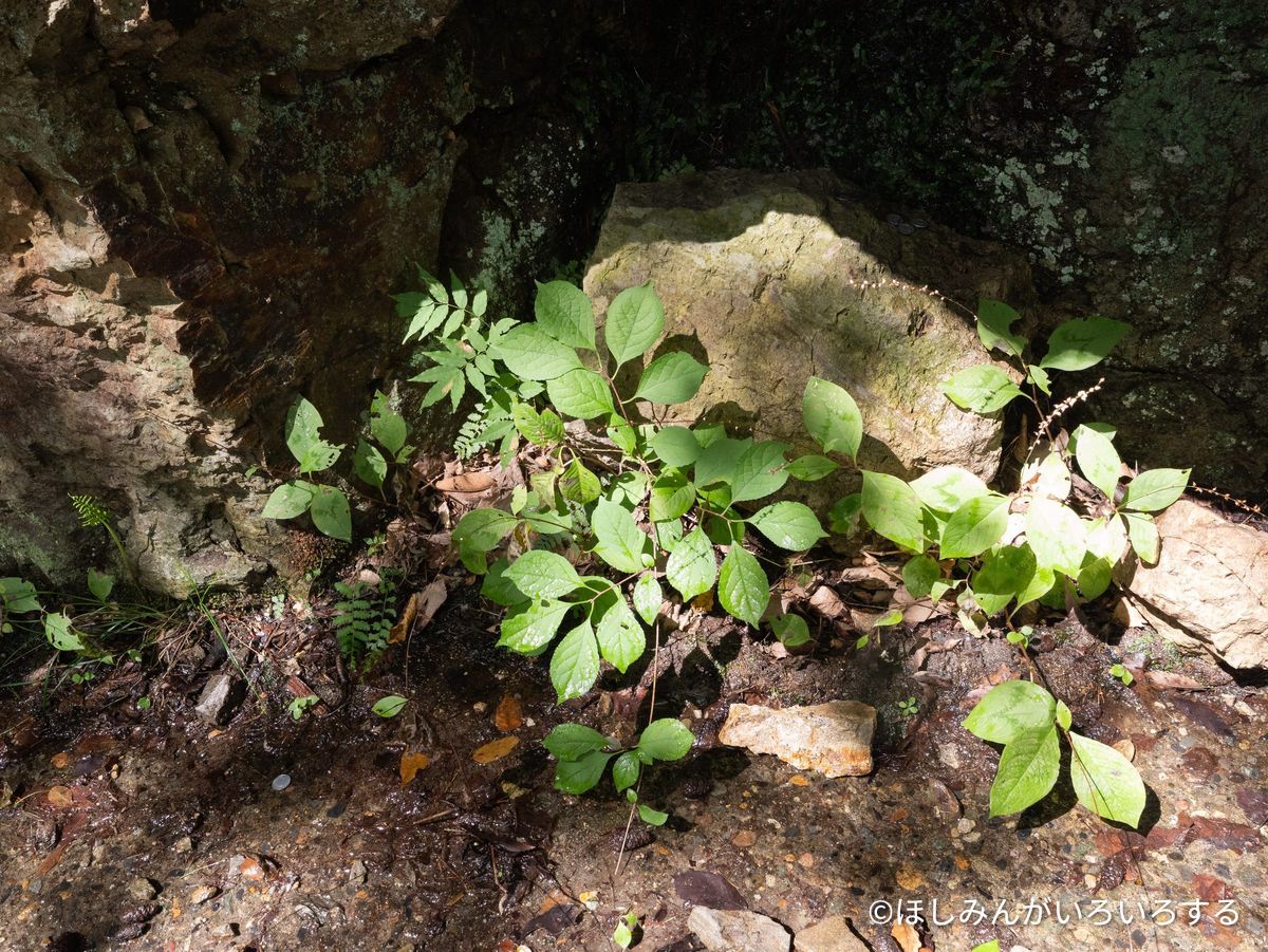 岩陰の草