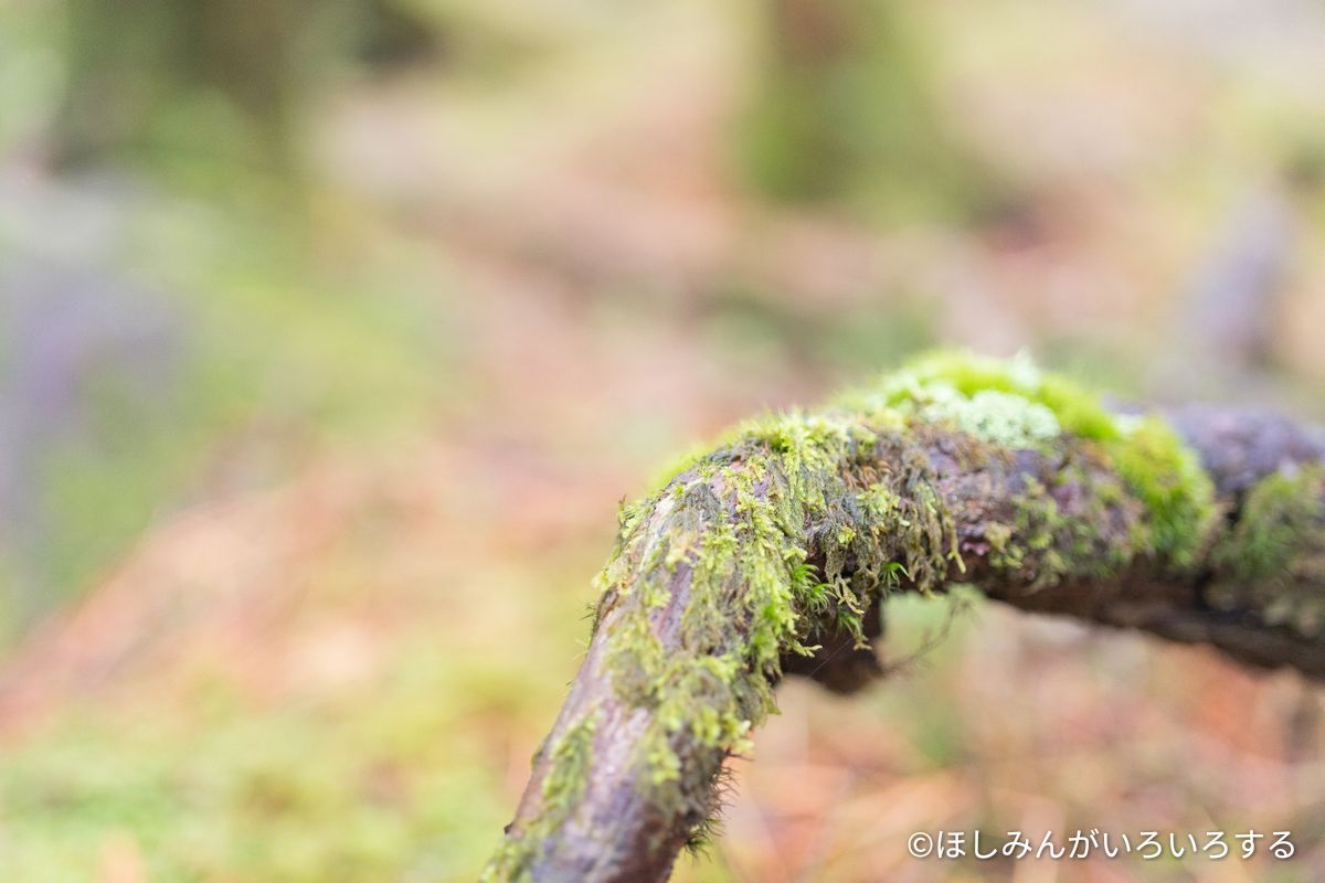 苔をまとった細い枝